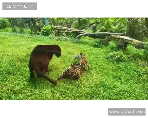 广东华南虎与深圳烈豹激战正酣精彩比分揭晓引发球迷热议 广东华南虎与深圳烈豹激战正酣精彩比分揭晓引发球迷热议